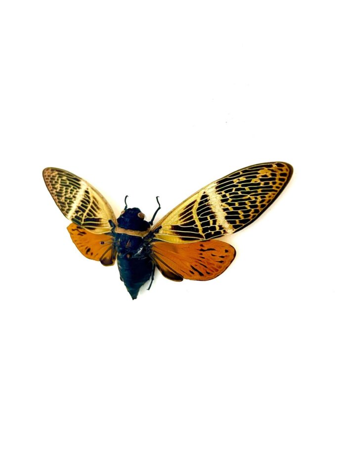 Insecte exotique Angamiana Floridula, cigale tropicale naturalisée
