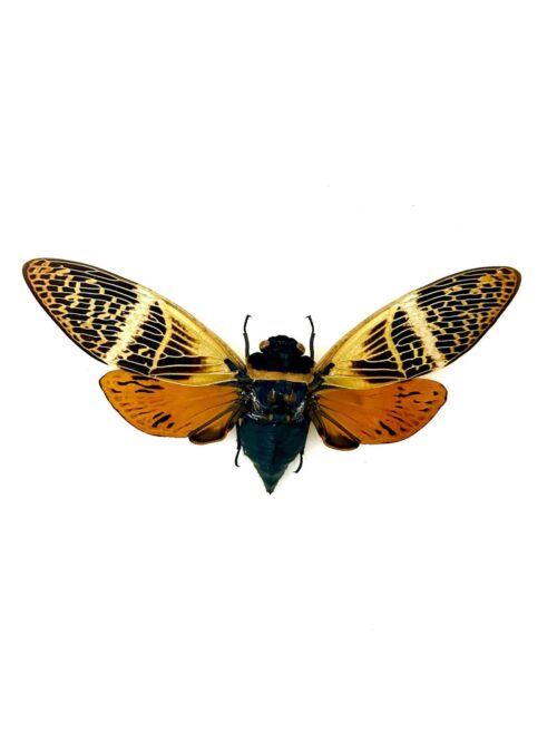 Angamiana Floridula, cigale orange naturalisée d'Asie du Sud-Est