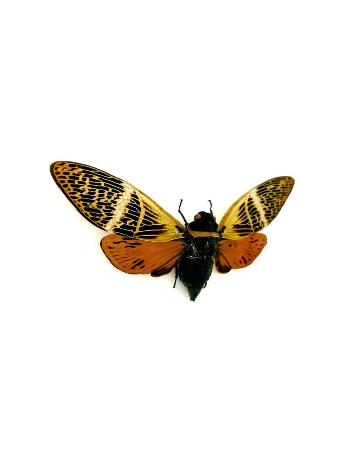 Spécimen entomologique Angamiana Floridula, cigale naturalisée exotique