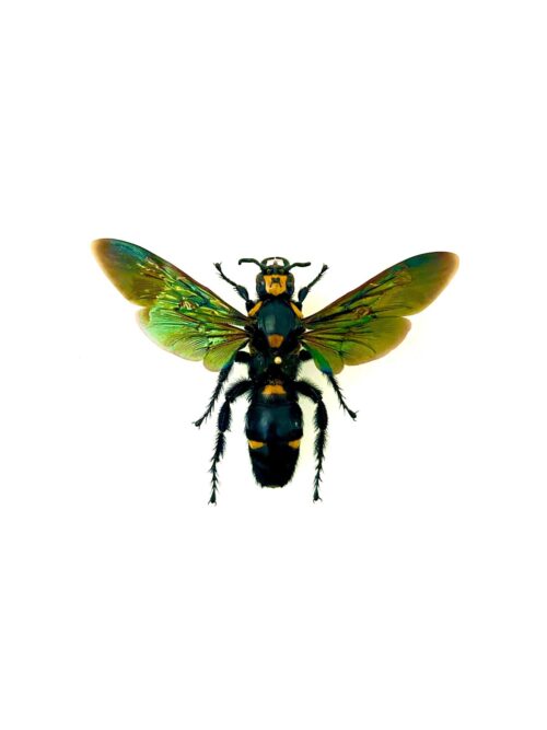 Megascolia Procer guêpe géante naturalisée noire et jaune d’Asie