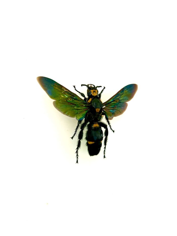 Guêpe exotique Megascolia Procer naturalisée pour collection entomologique
