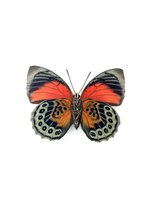 Papillon Agrias Claudina-Beatifica – Spécimen naturalisé tropical