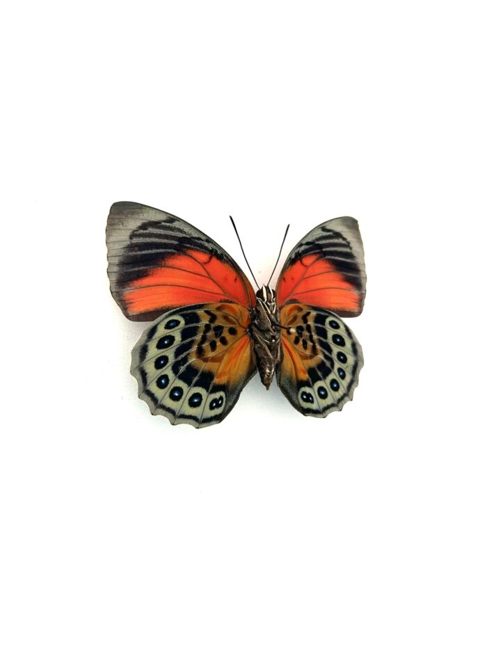 Détail des ailes du papillon Agrias Claudina-Beatifica naturalisé, reflets bleus et rouges.