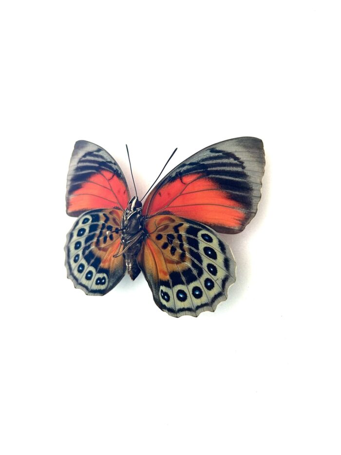 Papillon Agrias Claudina-Beatifica naturalisé en vue complète, ailes déployées.