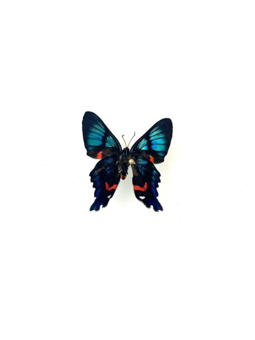 Papillon Ancyluris Aulestes naturalisé, ailes bleues et rouges, insecte tropical rare.