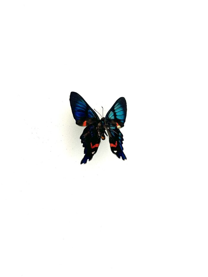 Ailes bleues iridescentes du papillon Ancyluris Aulestes, vue rapprochée.