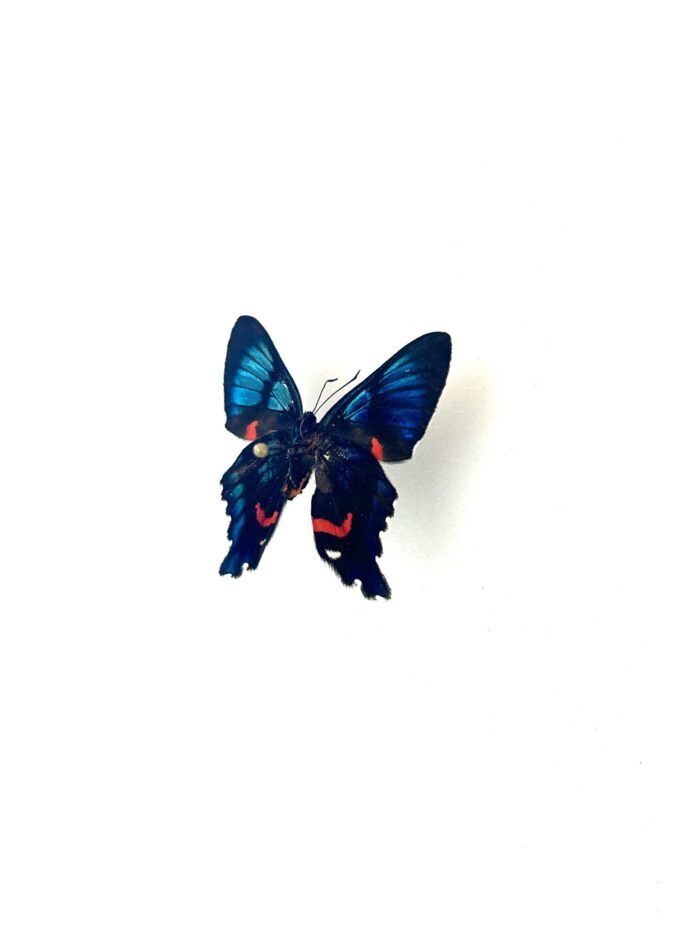 Papillon Ancyluris Aulestes complet, spécimen d’Amérique du Sud