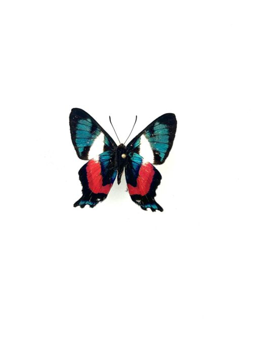 Papillon Ancyluris Formosissima naturalisé, ailes rouges et bleues, insecte exotique rare.