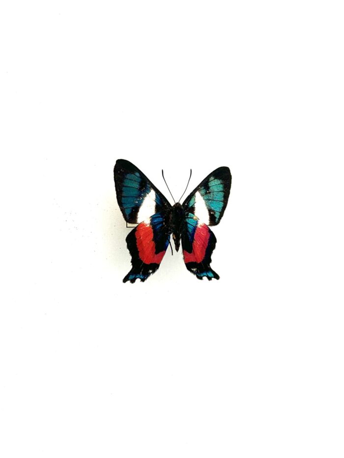 Gros plan sur les reflets bleu turquoise du papillon Ancyluris Formosissima.