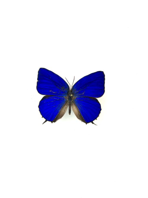 Papillon Arhopala Acetes naturalisé, ailes bleues, curiosité asiatique.