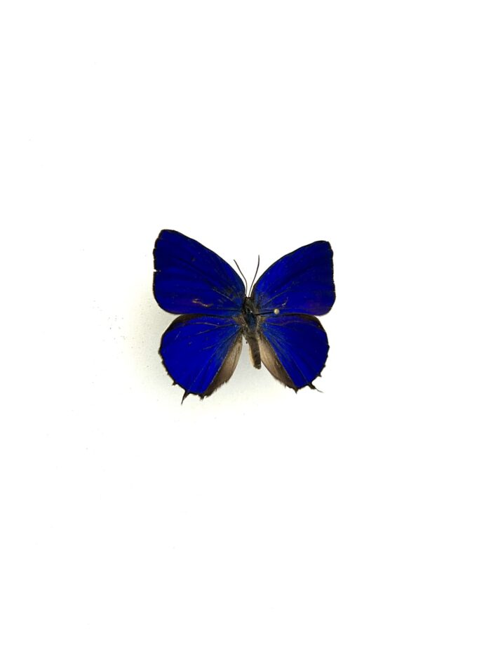 Détail macro des ailes du papillon Arhopala Acetes naturalisé.