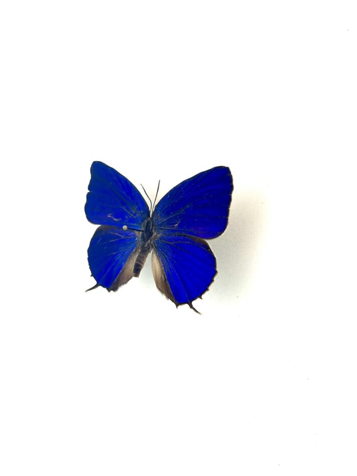 Papillon Arhopala Acetes naturalisé, ailes ouvertes, insecte tropical d’Asie.
