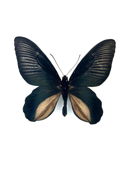Papillon Atrophaneura Dixoni naturalisé, ailes noires et rouges, insecte exotique rare.