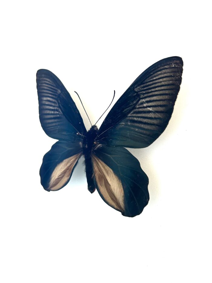 Papillon Atrophaneura Dixoni naturalisé, spécimen complet d’Asie tropicale.
