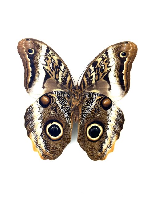 Papillon Caligo Atreus naturalisé, papillon hibou tropical brun et doré.
