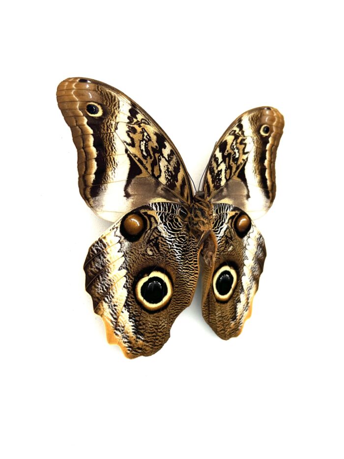 Détail macro de l’œil du papillon Caligo Atreus naturalisé.