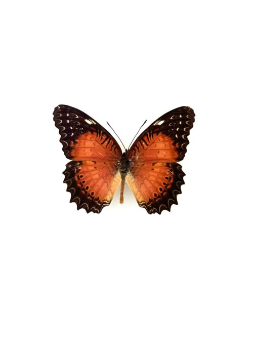 Papillon Cethosia Biblis naturalisé, ailes orange et noires, insecte tropical.
