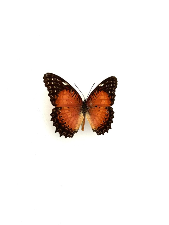 Détail macro des ailes du papillon Cethosia Biblis naturalisé, motifs contrastés.