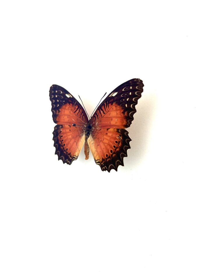 Papillon Cethosia Biblis naturalisé, vue dorsale, ailes déployées.