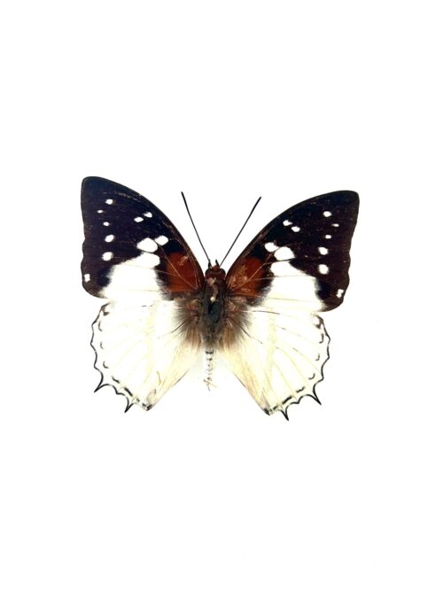 Papillon Charaxes Hadrianus naturalisé, ailes bleues et brunes, insecte d’Afrique.