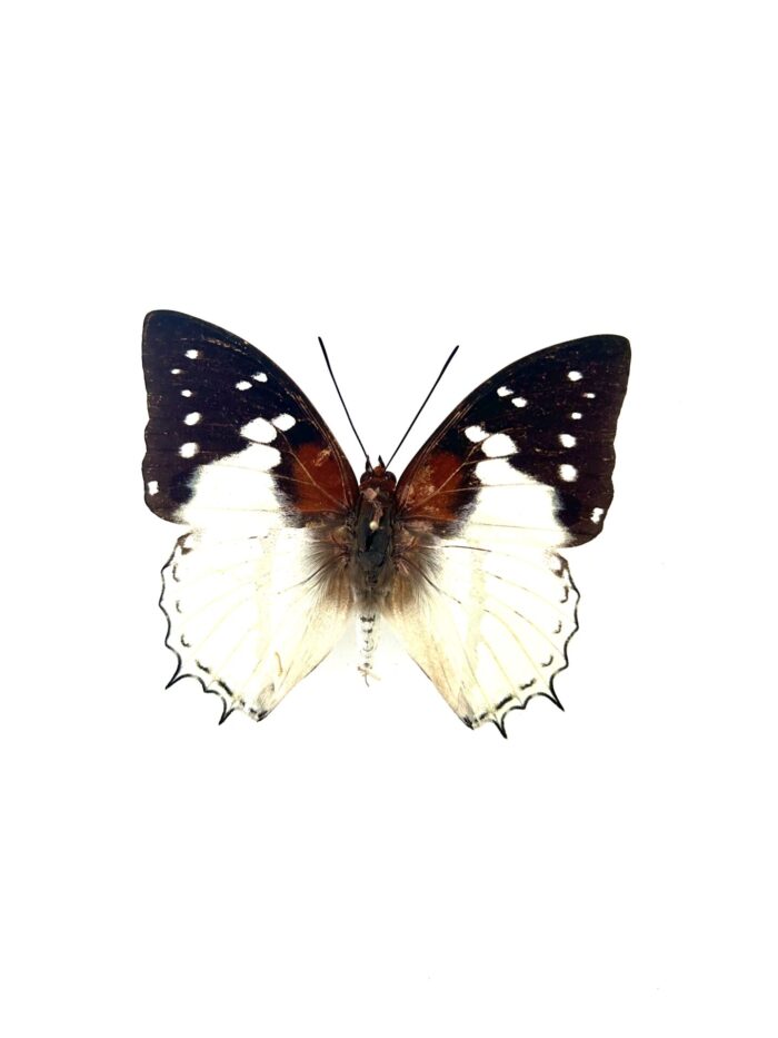 Papillon Charaxes Hadrianus naturalisé, ailes bleues et brunes, insecte d’Afrique.