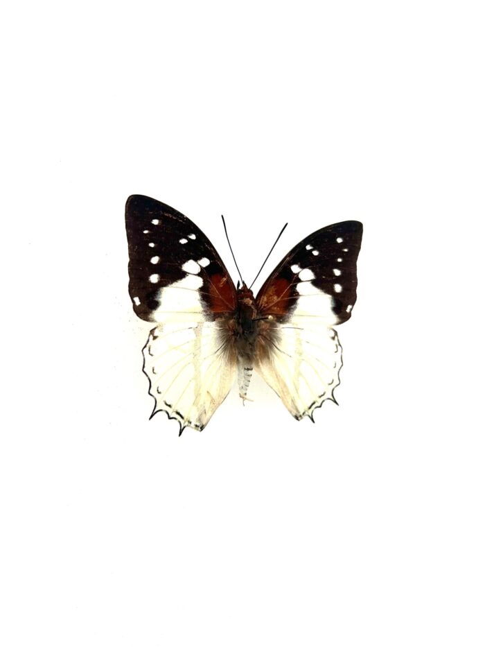 Détail macro du papillon Charaxes Hadrianus naturalisé, reflets blancs et bruns.