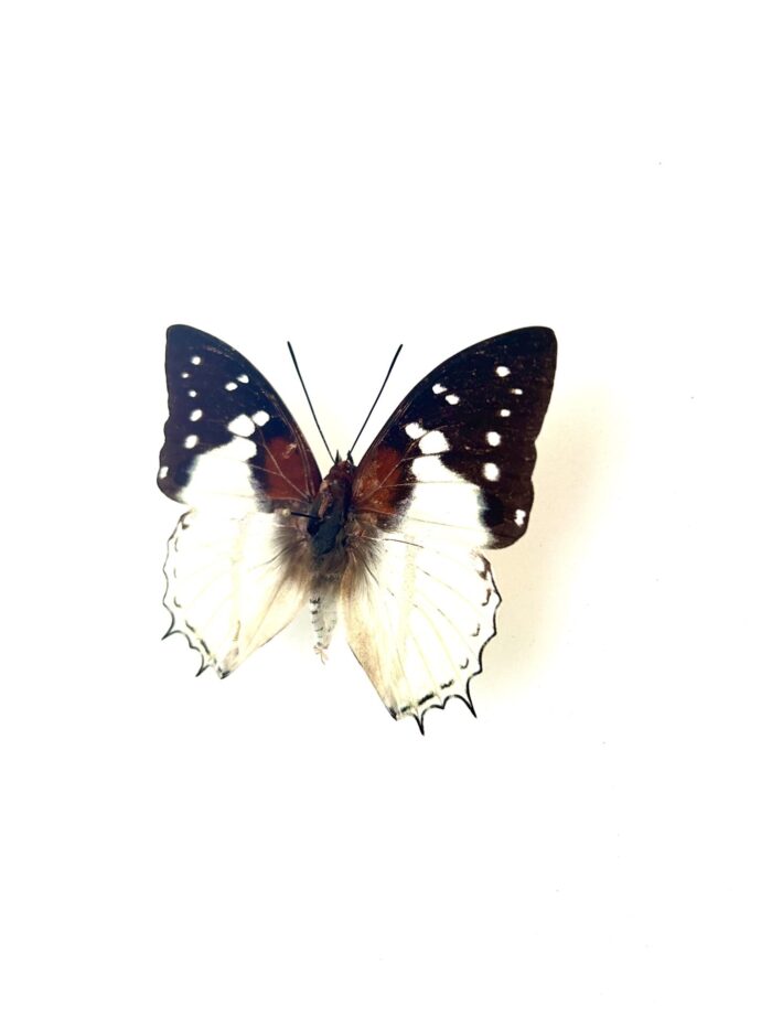 Spécimen Charaxes Hadrianus naturalisé, papillon complet.