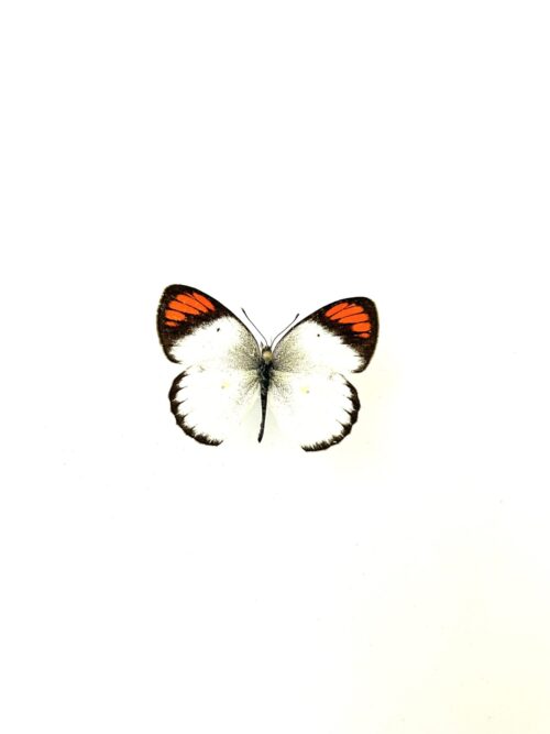 Papillon Colotis Evippe naturalisé, ailes blanches et orange, insecte africain.