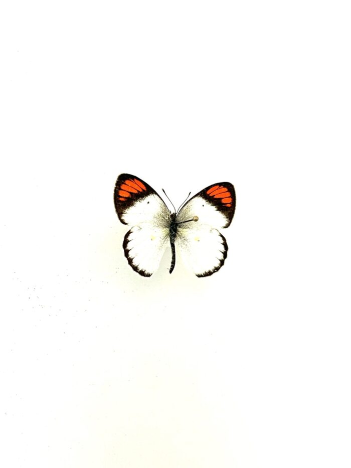 Détail des ailes du papillon Colotis Evippe naturalisé, dégradé blanc-orange.