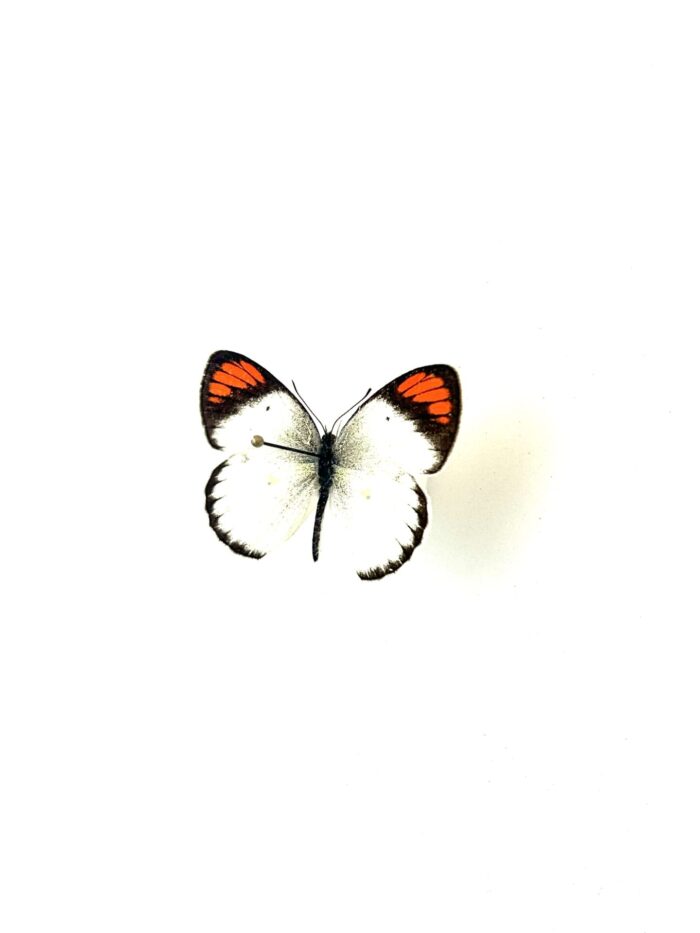 Papillon Colotis Evippe naturalisé, vue dorsale complète.