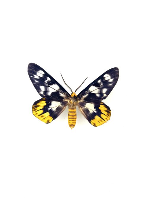 Papillon Dysphania Numana naturalisé, papillon coloré d’Indonésie.