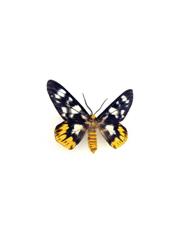 Détail macro du papillon Dysphania Numana naturalisé, ailes colorées.