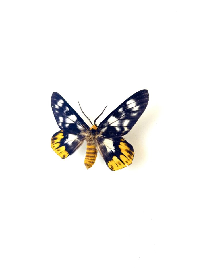 Papillon Dysphania Numana naturalisé complet, ailes ouvertes.