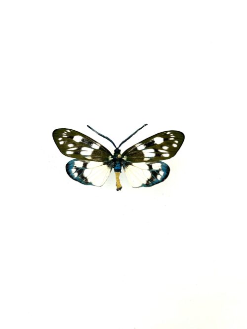 Papillon Eterusia Aedea naturalisé, ailes vertes et noires, insecte tropical rare.