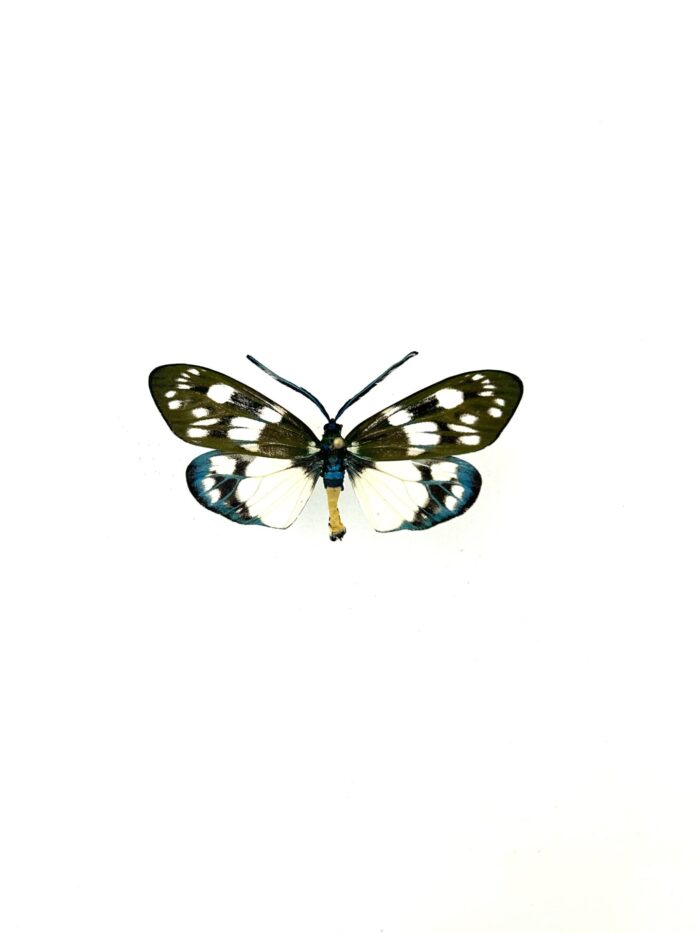 Papillon Eterusia Aedea naturalisé, ailes vertes et noires, insecte tropical rare.