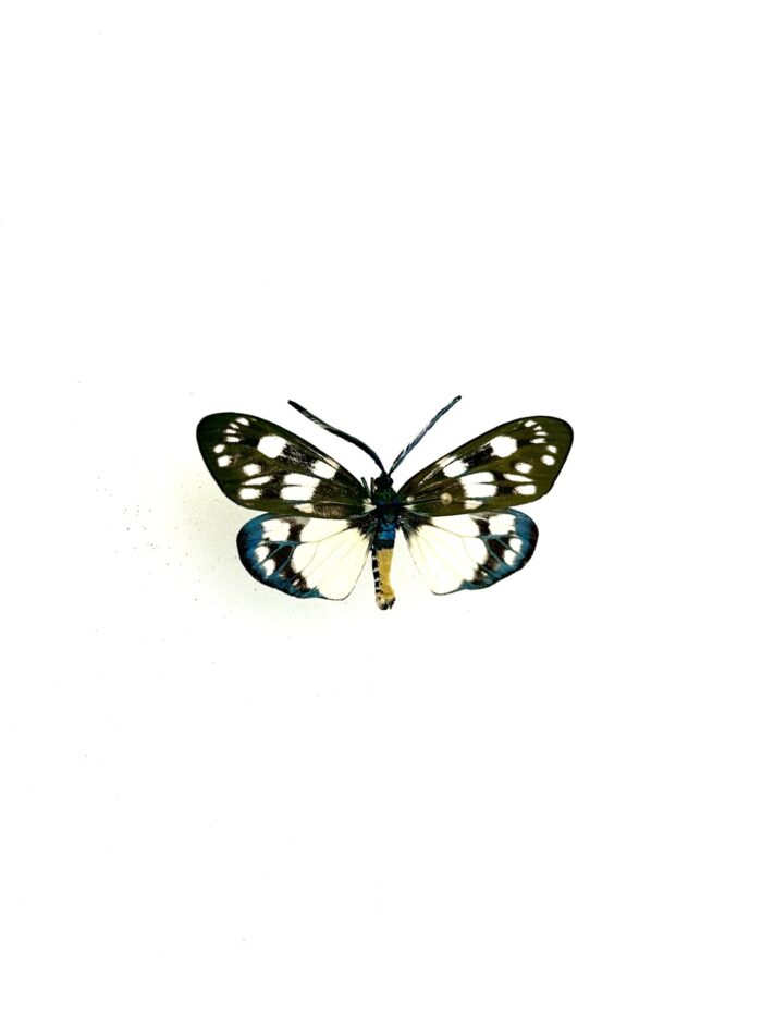 Détail des ailes du papillon Eterusia Aedea naturalisé, tons verts et noirs.