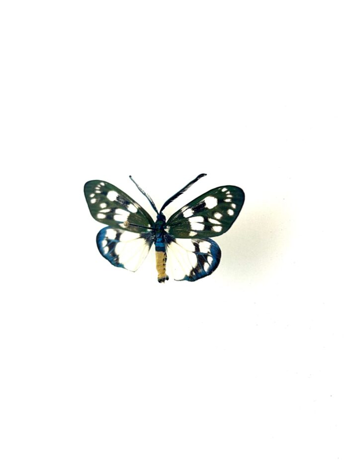 Spécimen Eterusia Aedea naturalisé, papillon complet d’Asie tropicale.