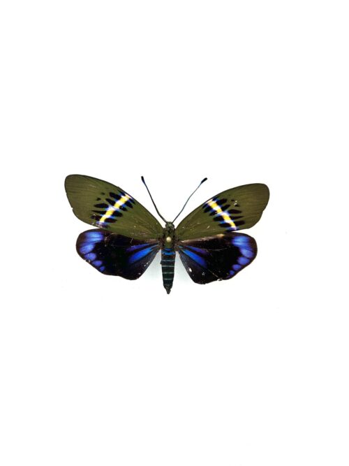 Papillon Eterusia Repleta naturalisé, ailes bleues et vertes, insecte exotique.