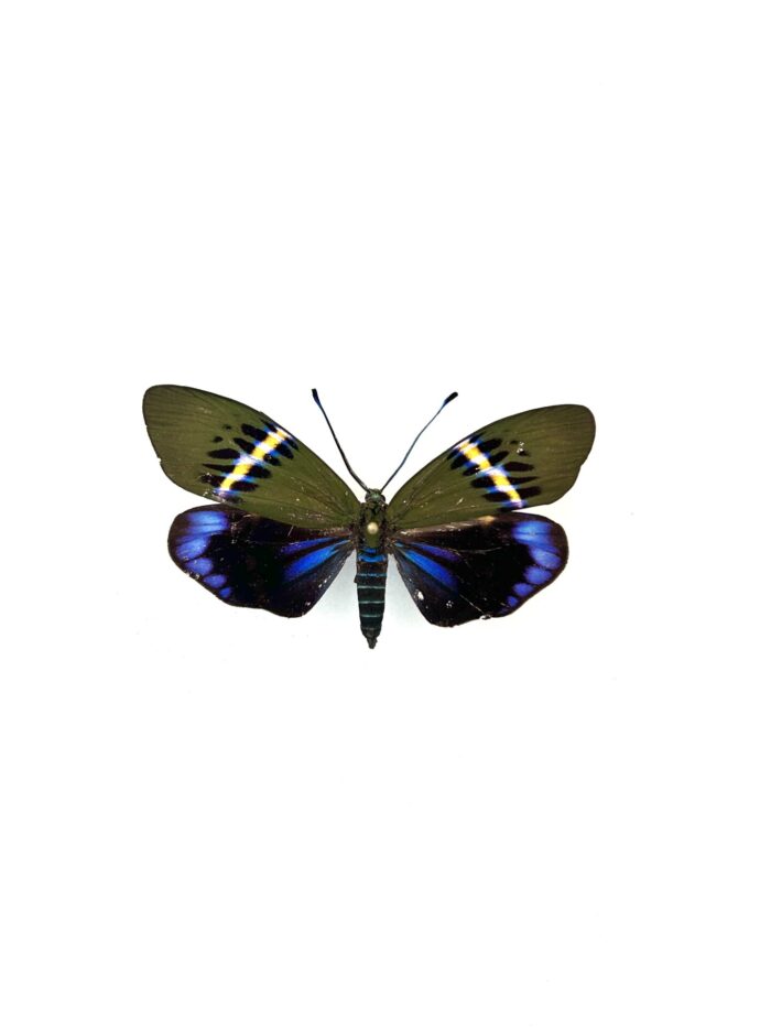 Papillon Eterusia Repleta naturalisé, ailes bleues et vertes, insecte exotique.