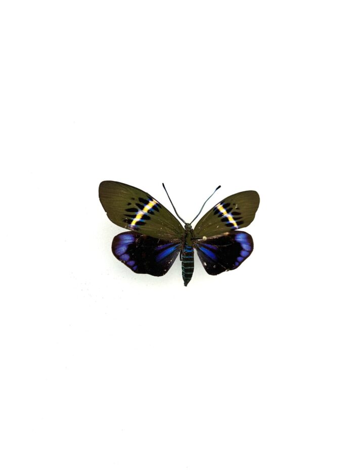 Détail macro des ailes du papillon Eterusia Repleta naturalisé.