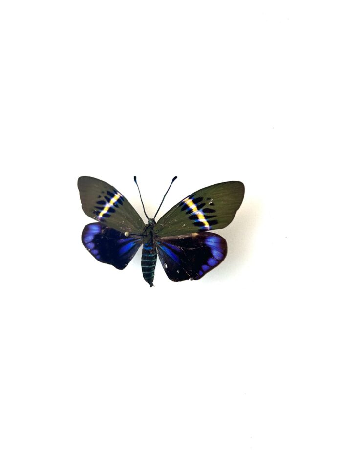 Papillon Eterusia Repleta naturalisé, vue complète, ailes déployées
