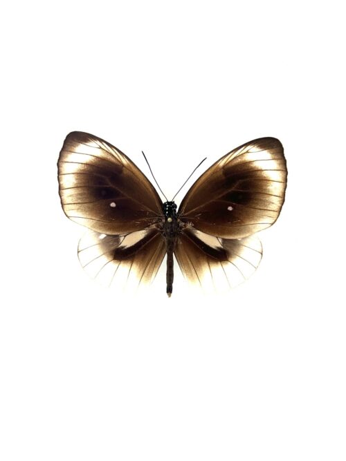 Papillon Euploea Leucosticus naturalisé, ailes brunes et blanches, insecte d’Asie.
