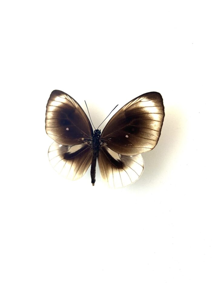 Papillon Euploea Leucosticus naturalisé, ailes ouvertes, insecte tropical.