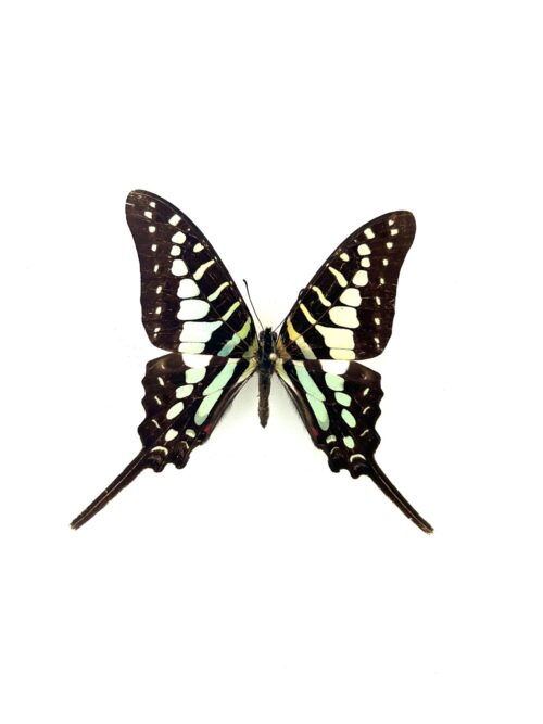 Papillon Graphium Polycene naturalisé, ailes vertes et noires, papillon tropical rare.
