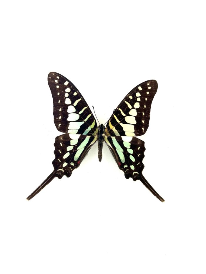 Papillon Graphium Polycene naturalisé, ailes vertes et noires, papillon tropical rare.