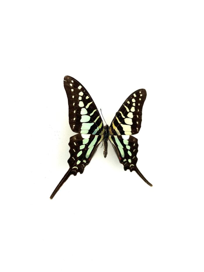 Détail macro des ailes du papillon Graphium Polycene naturalisé.