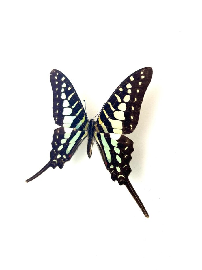 Spécimen Graphium Polycene naturalisé, vue dorsale complète.