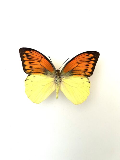 Papillon Hebomoia Leucippe naturalisé, ailes blanches et orange, insecte tropical.