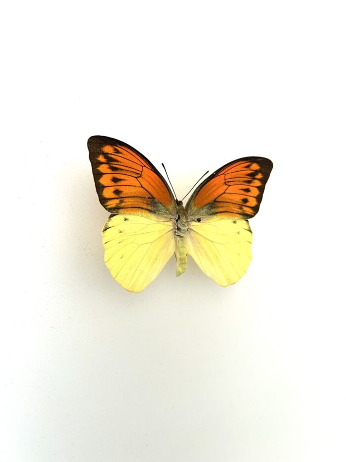 Détail macro du papillon Hebomoia Leucippe naturalisé, ailes blanches et orange.