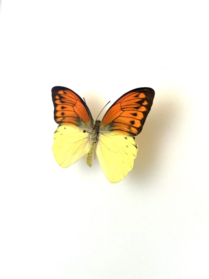 Papillon Hebomoia Leucippe naturalisé, vue dorsale complète